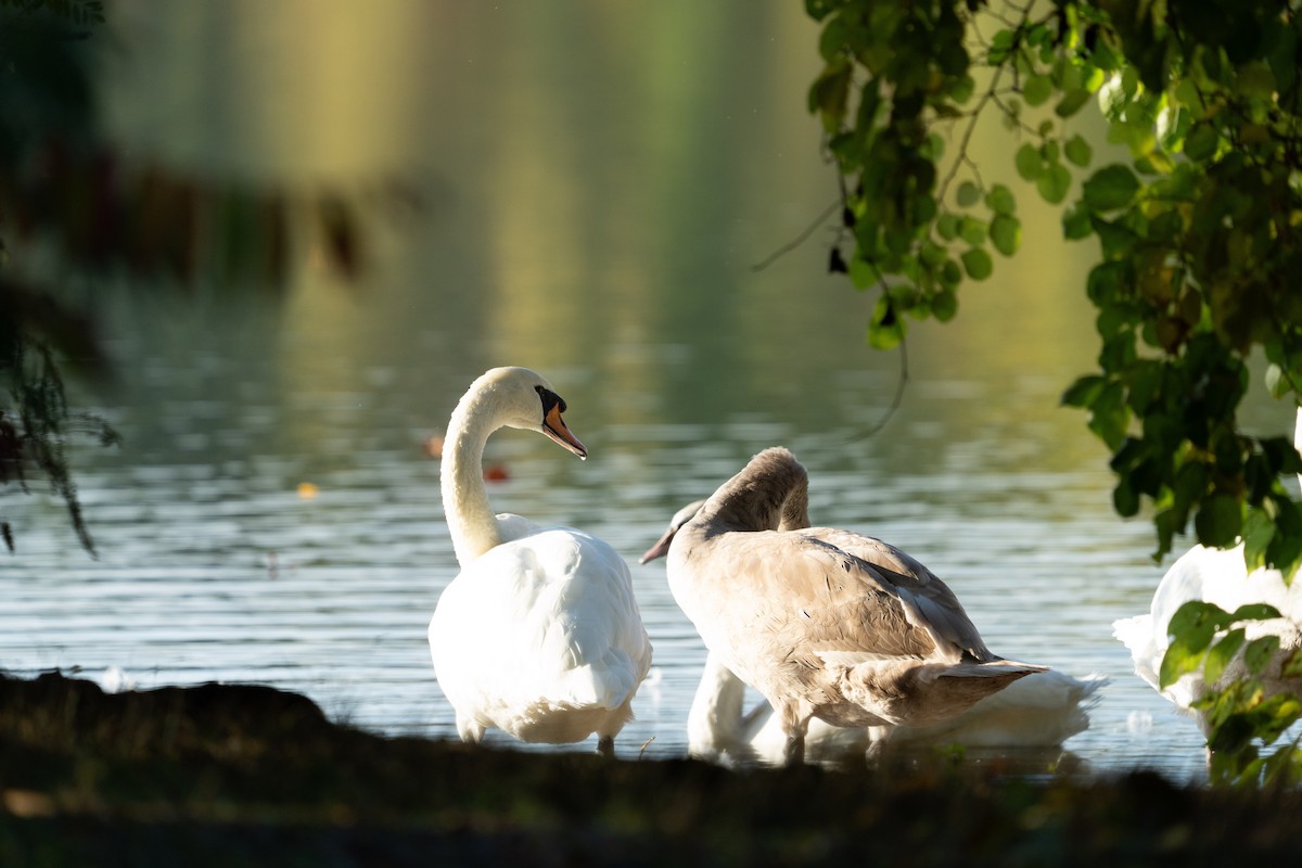 Mute Swan - ML642692197