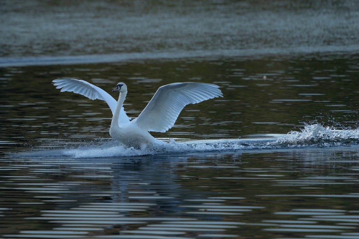Mute Swan - ML642692198