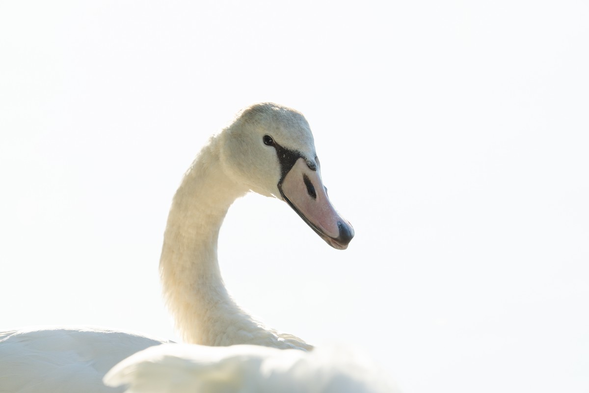 Mute Swan - ML642692199