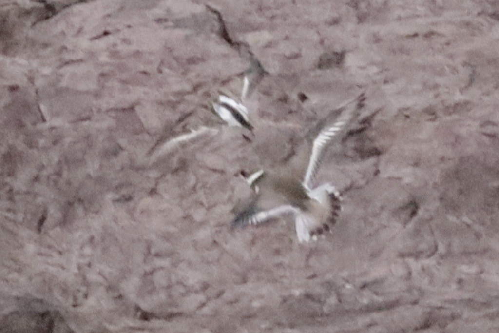 Semipalmated Plover - ML642692200