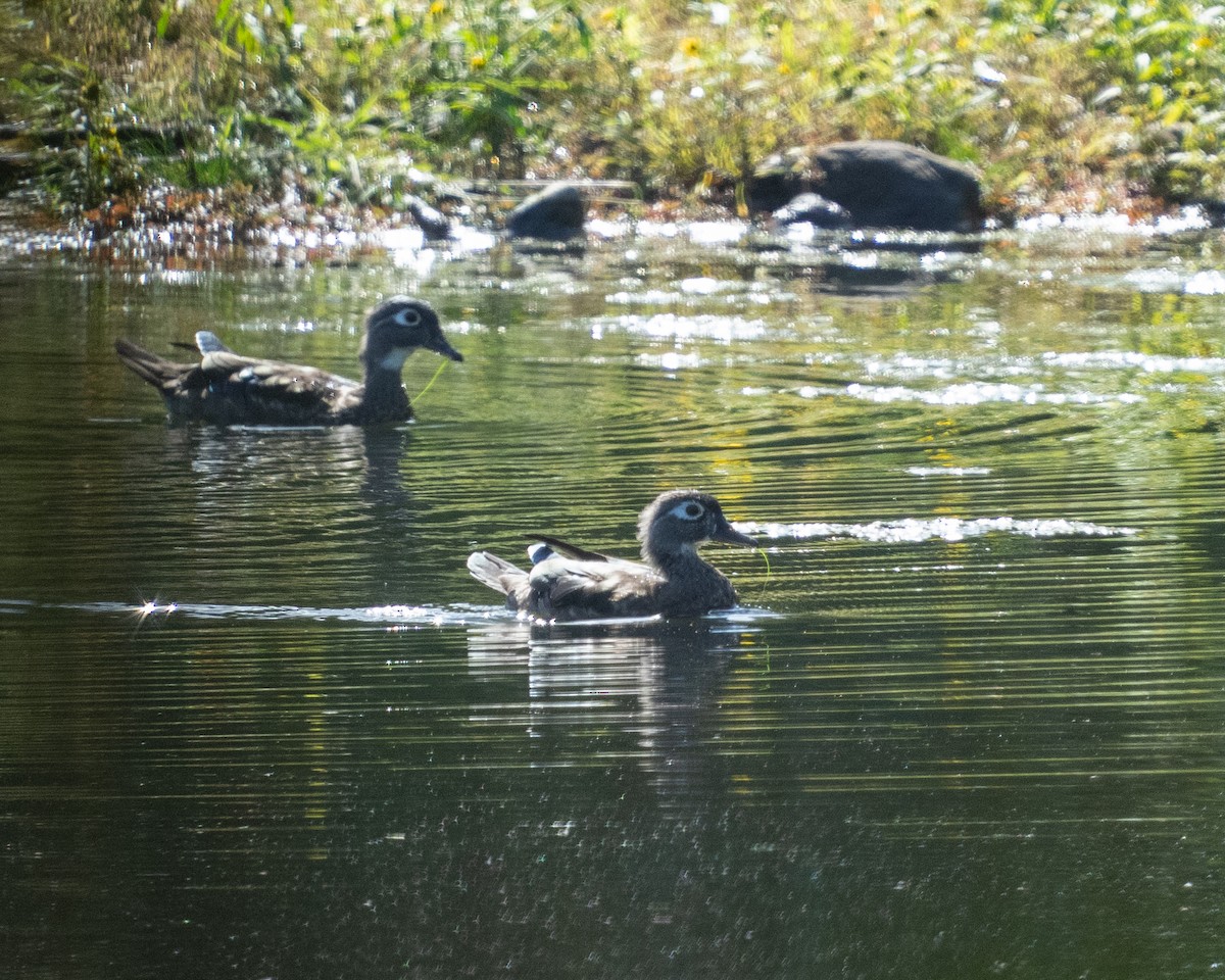 Wood Duck - ML642692202