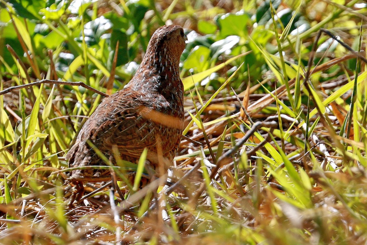 Brown Quail - ML642692205