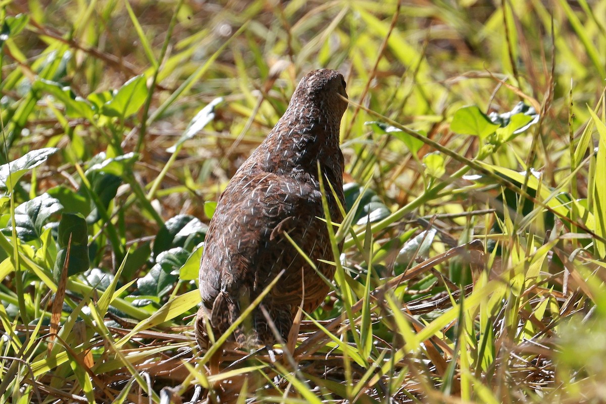 Brown Quail - ML642692206