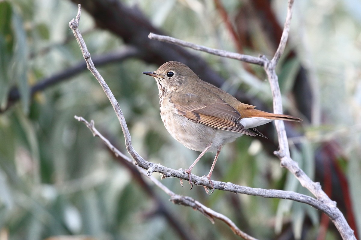 Hermit Thrush - ML642692207