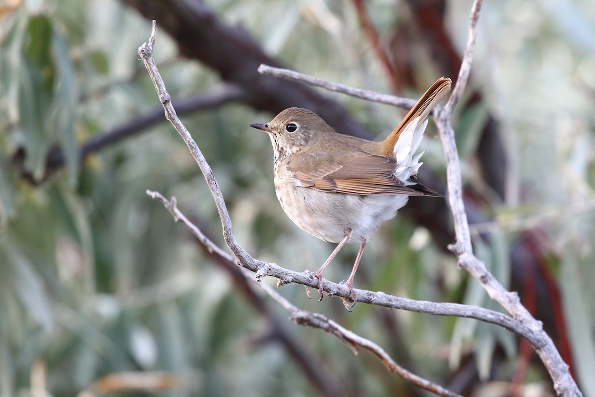 Hermit Thrush - ML642692208