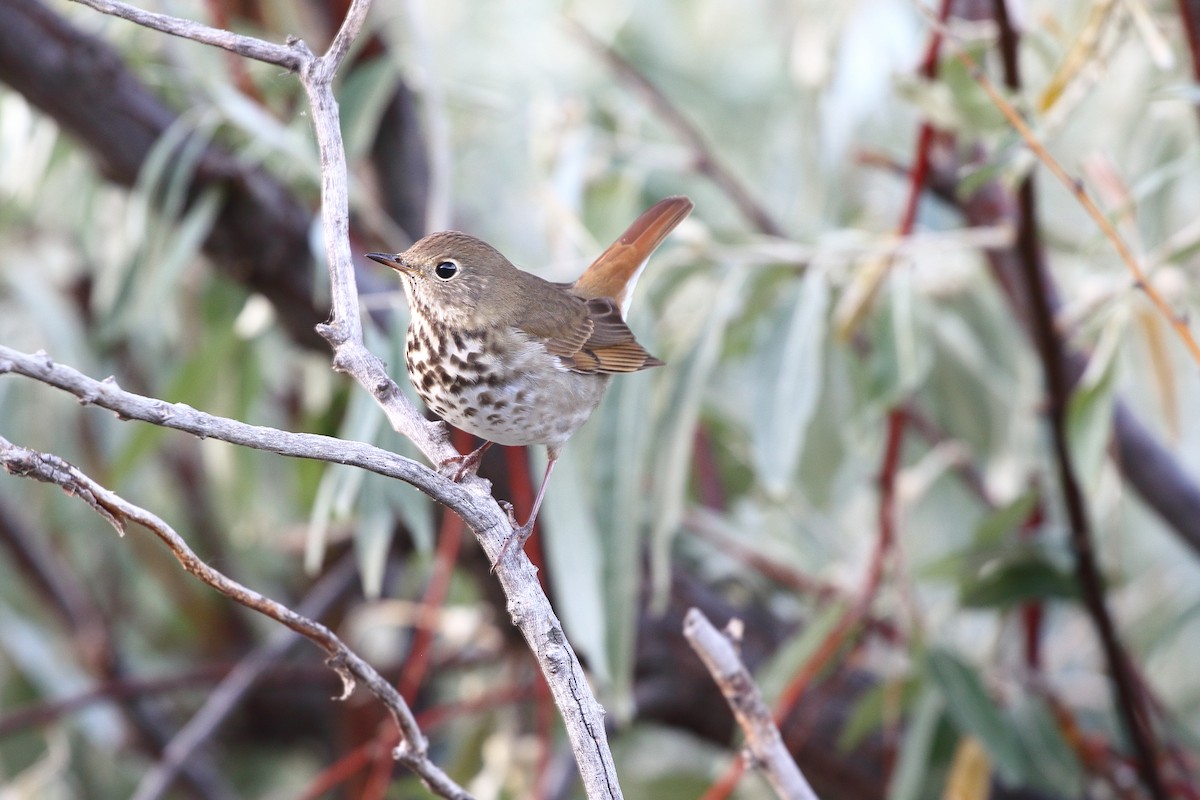 Hermit Thrush - ML642692209