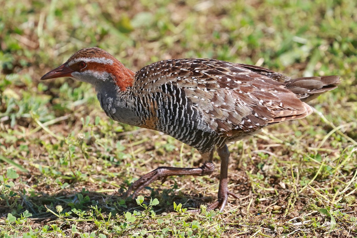 Buff-banded Rail - ML642692210