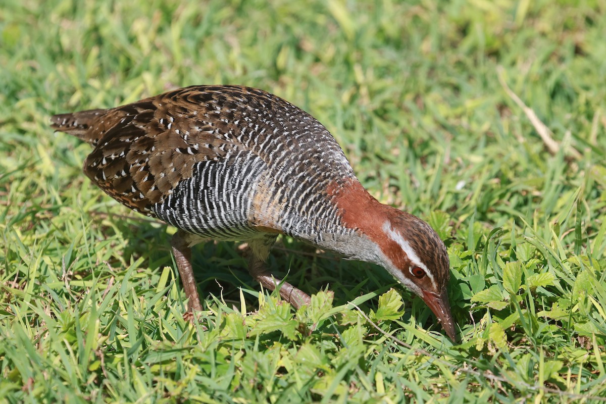 Buff-banded Rail - ML642692211