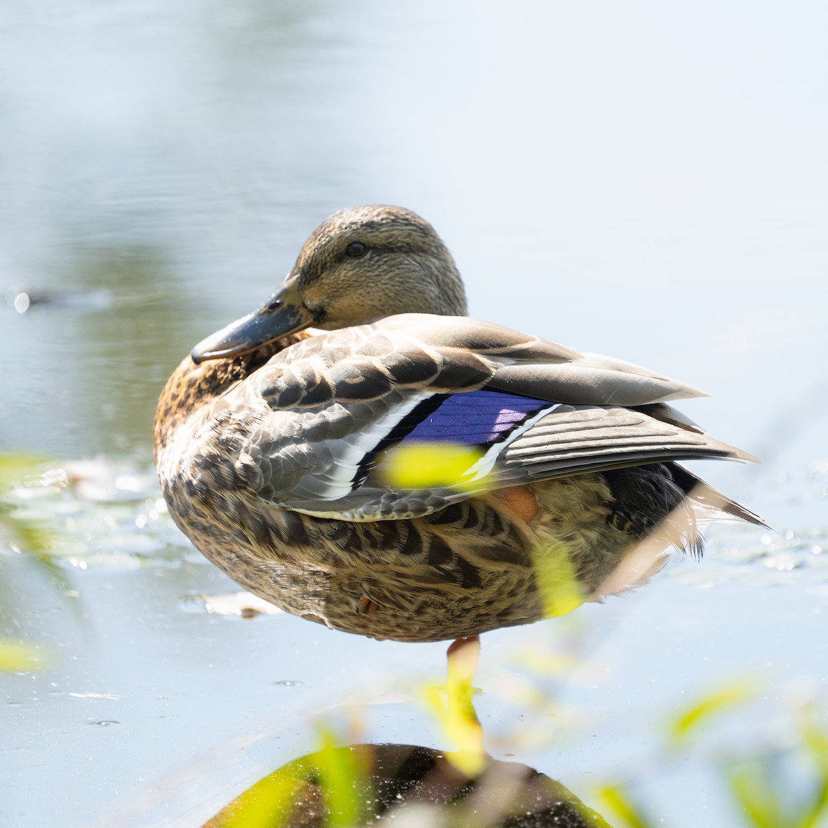 Mallard - ML642692213