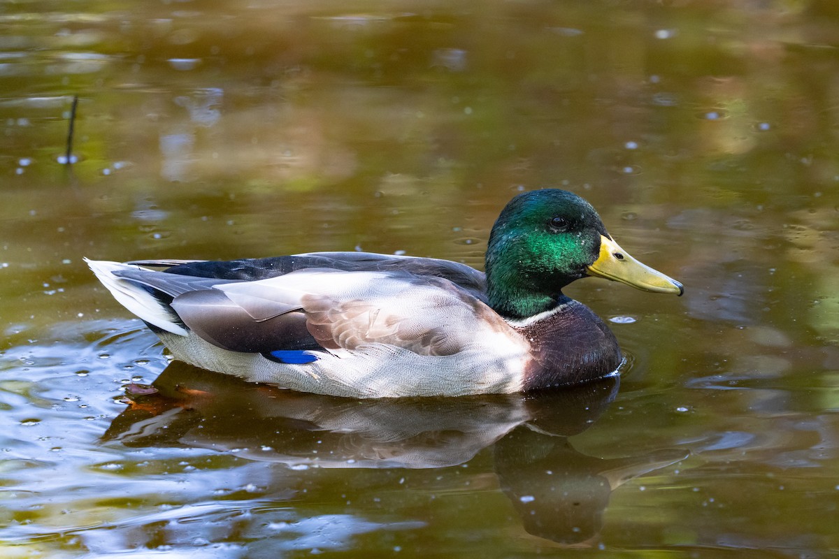 Mallard - ML642692214