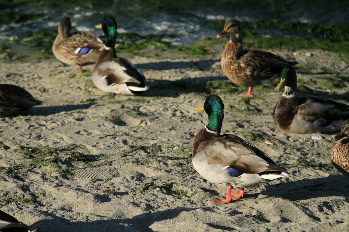 Mallard - ML642692216