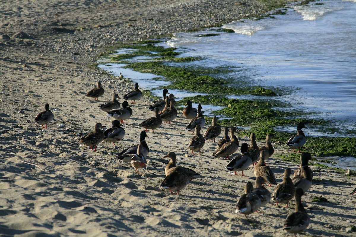 Mallard - ML642692217