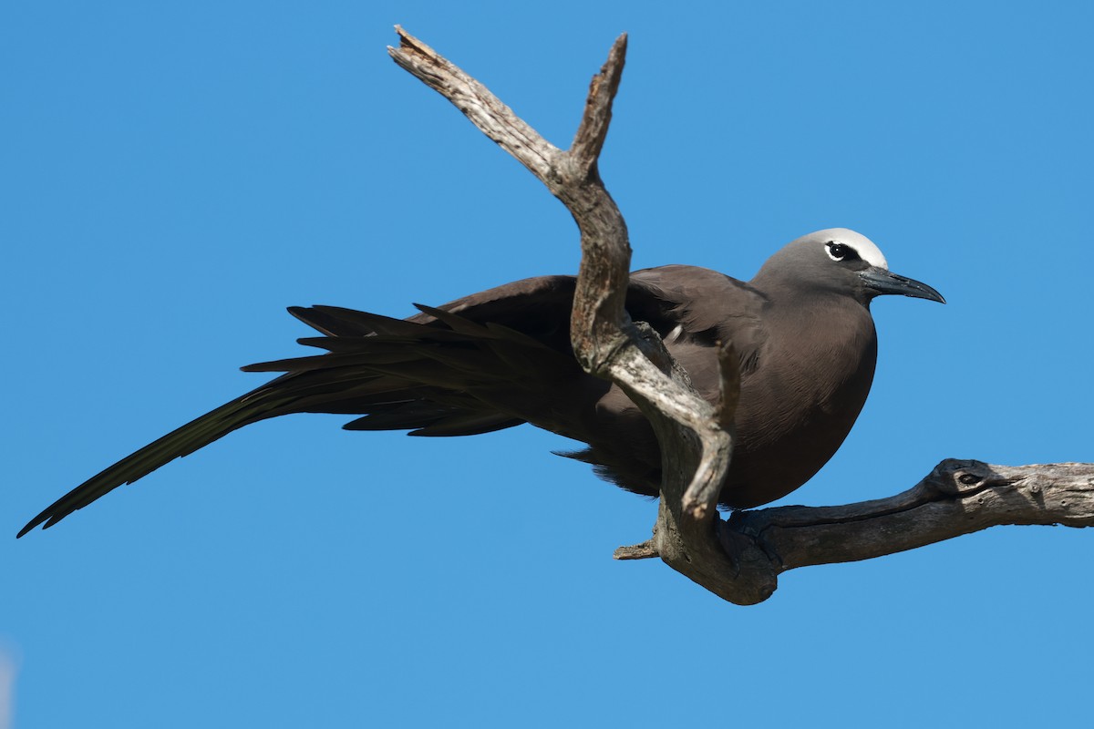 Brown Noddy - ML642692218