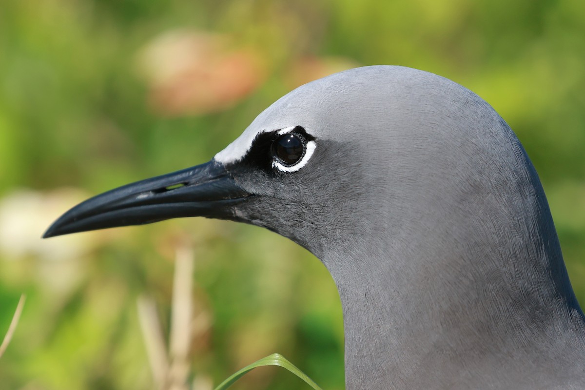 Brown Noddy - ML642692219