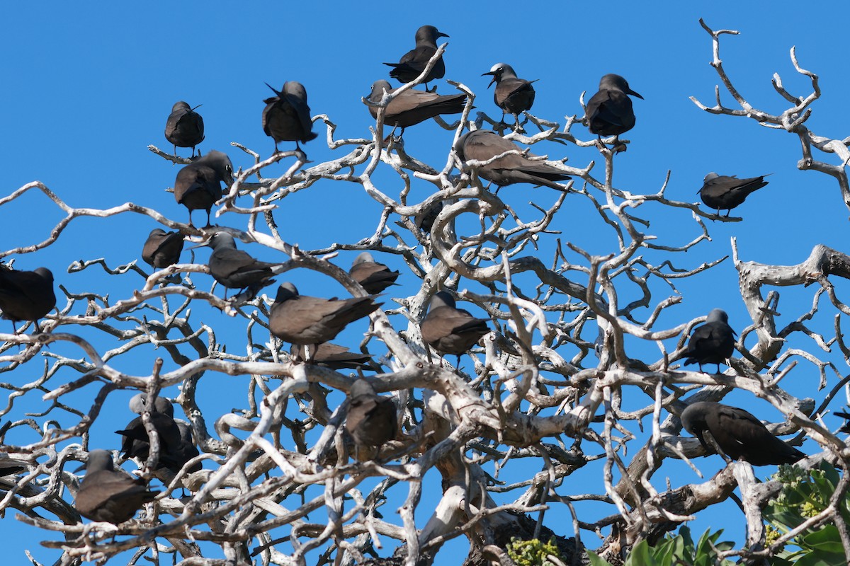 Brown Noddy - ML642692220