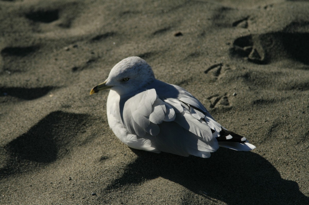 Ring-billed Gull - ML642692221