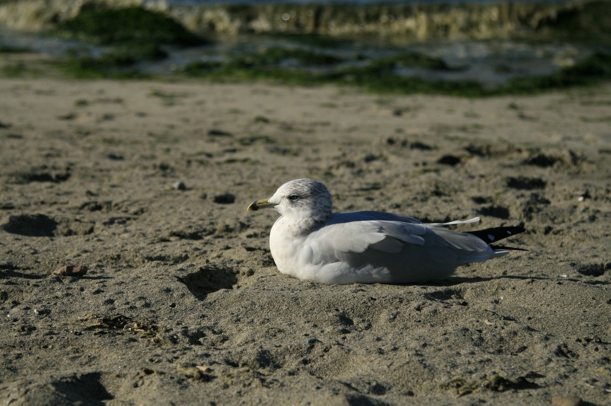 Ring-billed Gull - ML642692222