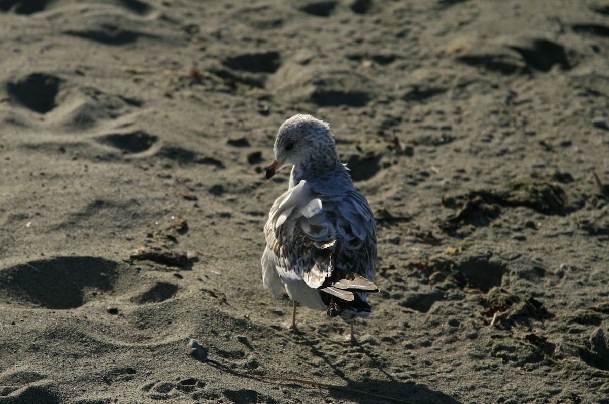 Ring-billed Gull - ML642692223