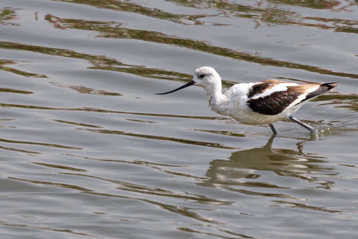 American Avocet - ML642692225