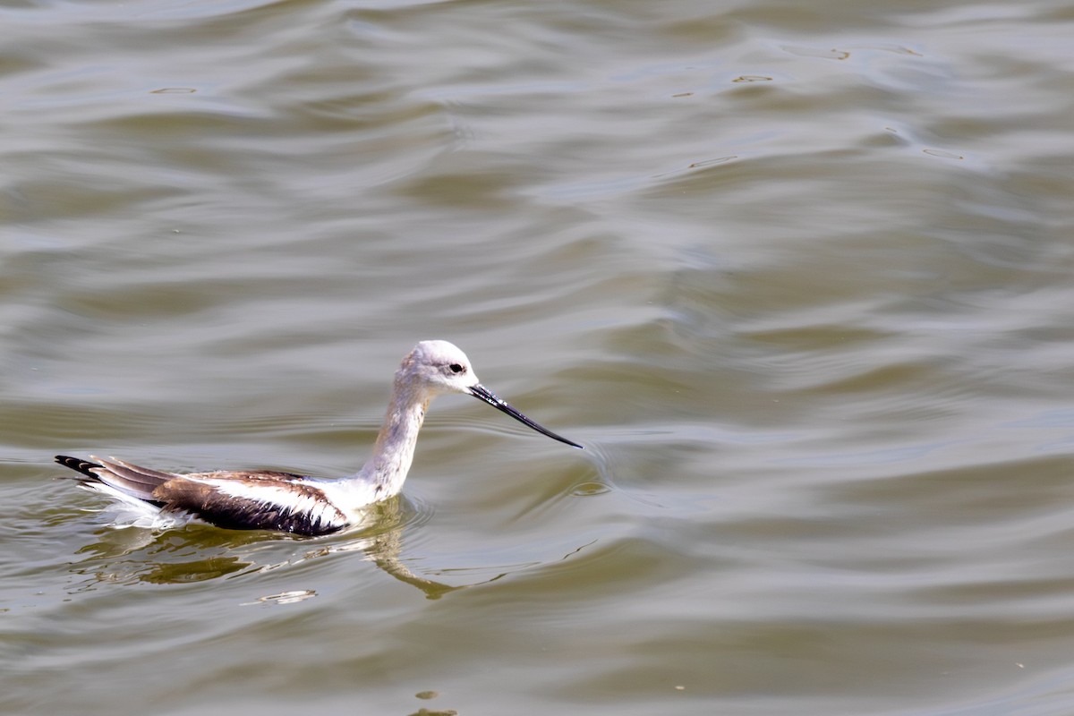 American Avocet - ML642692226