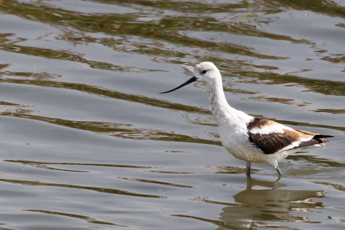 American Avocet - ML642692227