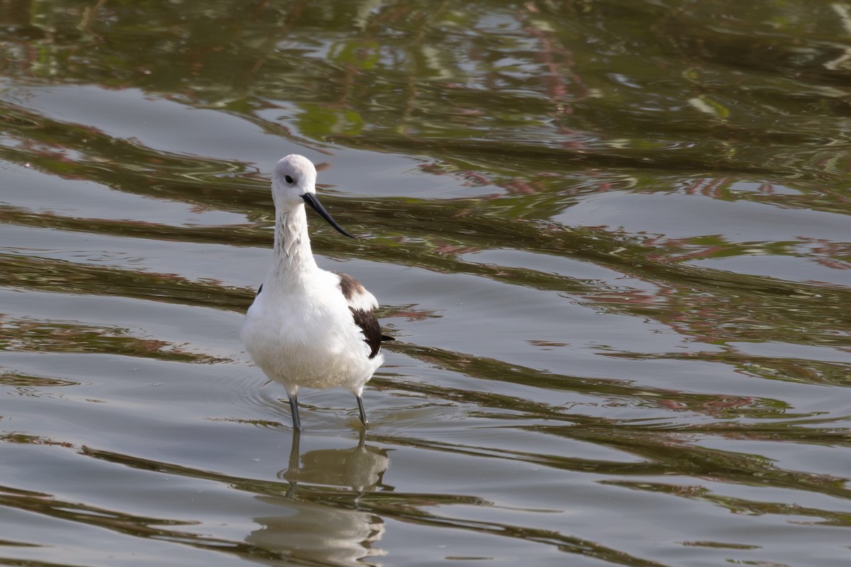 American Avocet - ML642692228