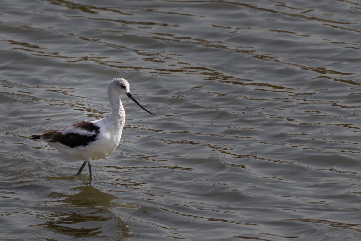 American Avocet - ML642692229