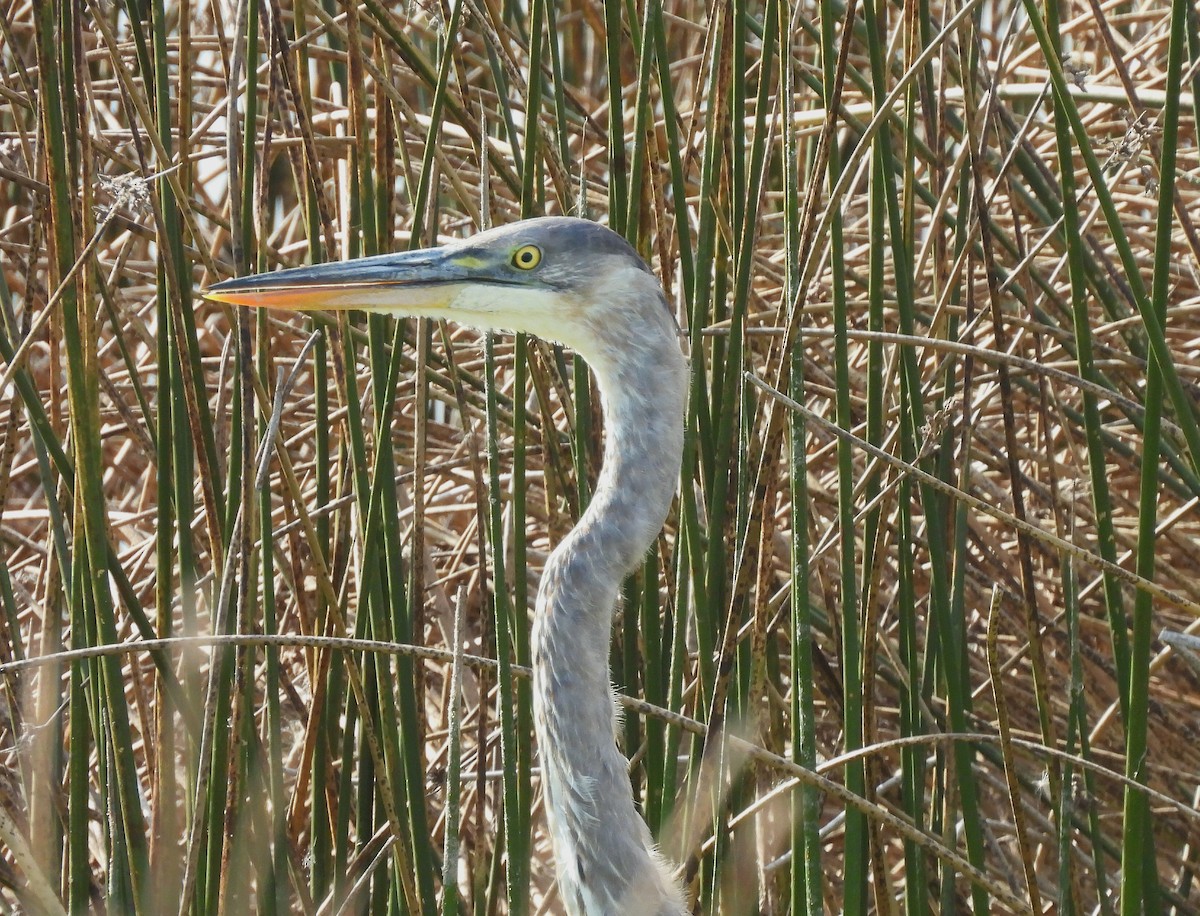 Great Blue Heron - ML642692230