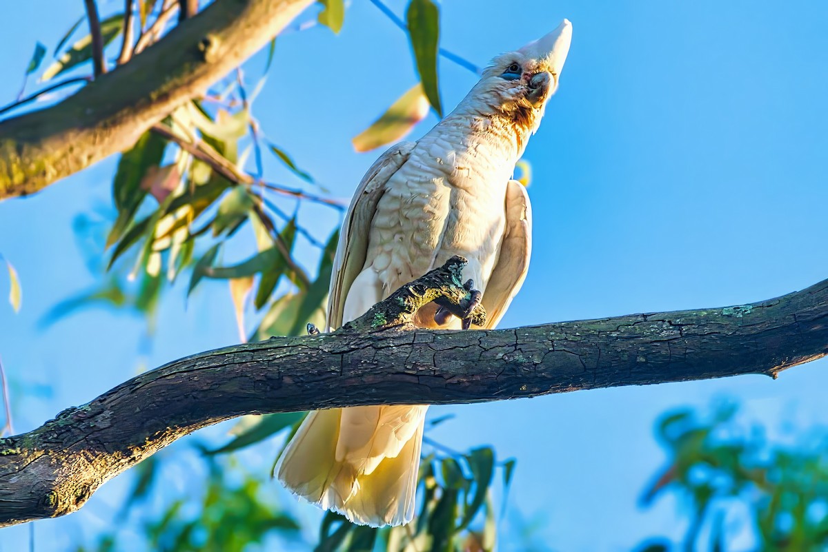 Little Corella - ML642692232