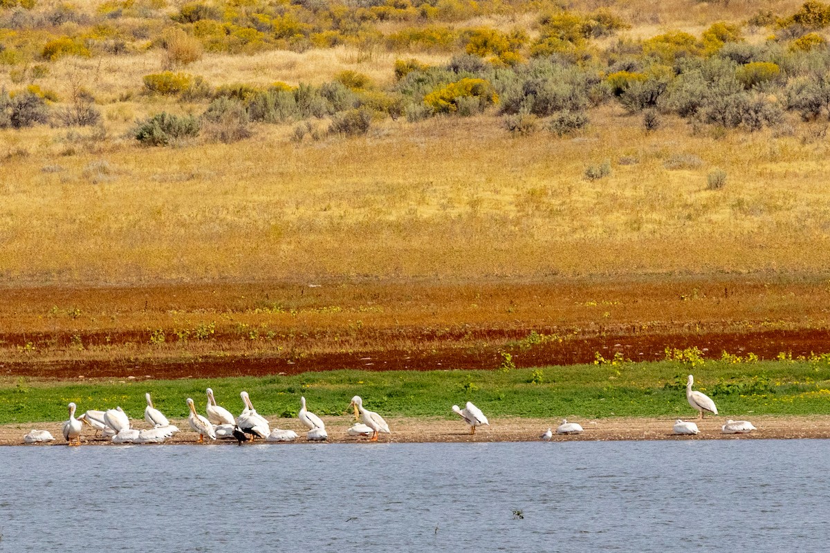 American White Pelican - ML642692233