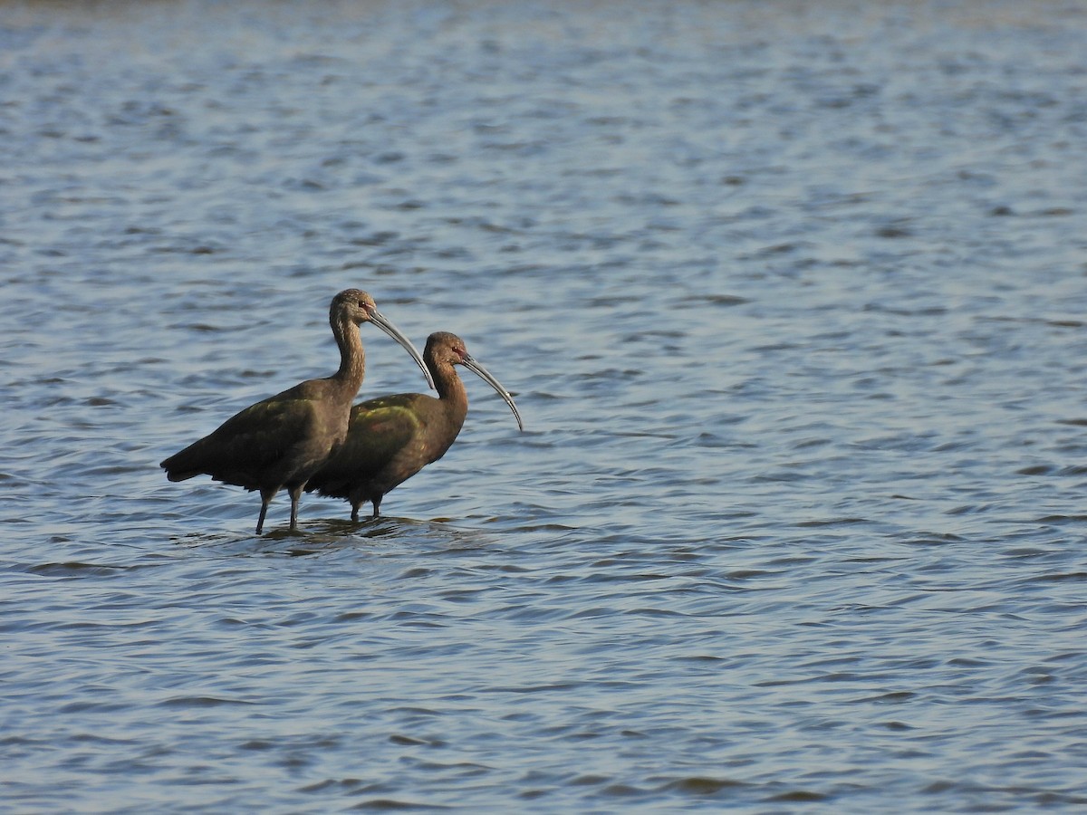 White-faced Ibis - ML642692236