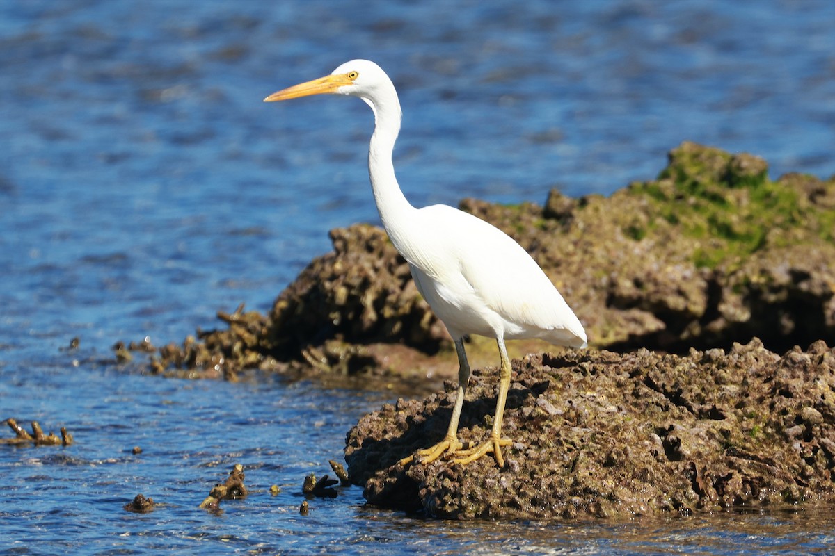 Aigrette sacrée - ML642692237