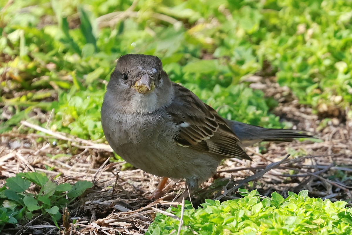 Moineau domestique - ML642692243