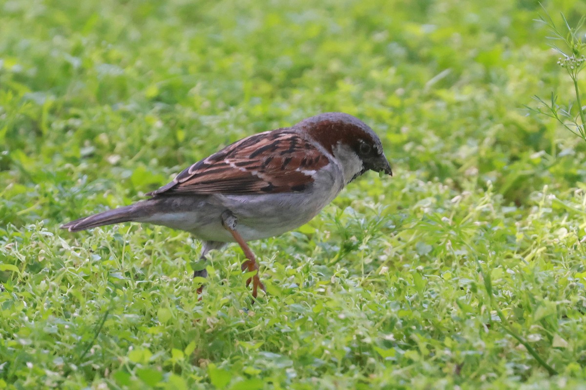 Moineau domestique - ML642692247