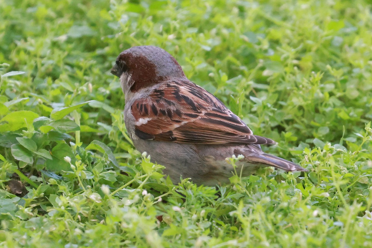 Moineau domestique - ML642692248