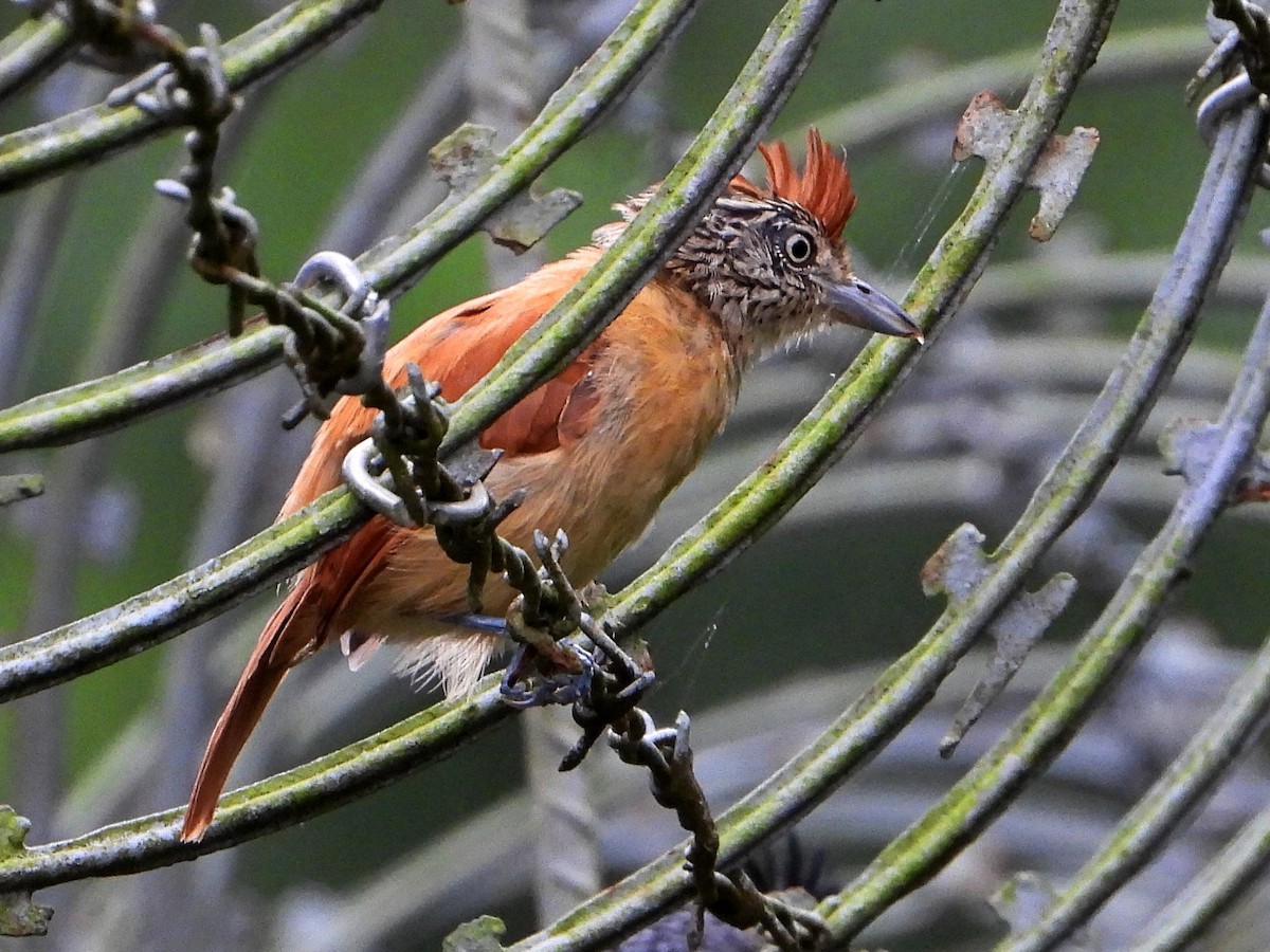 Batara rayé - ML642692260
