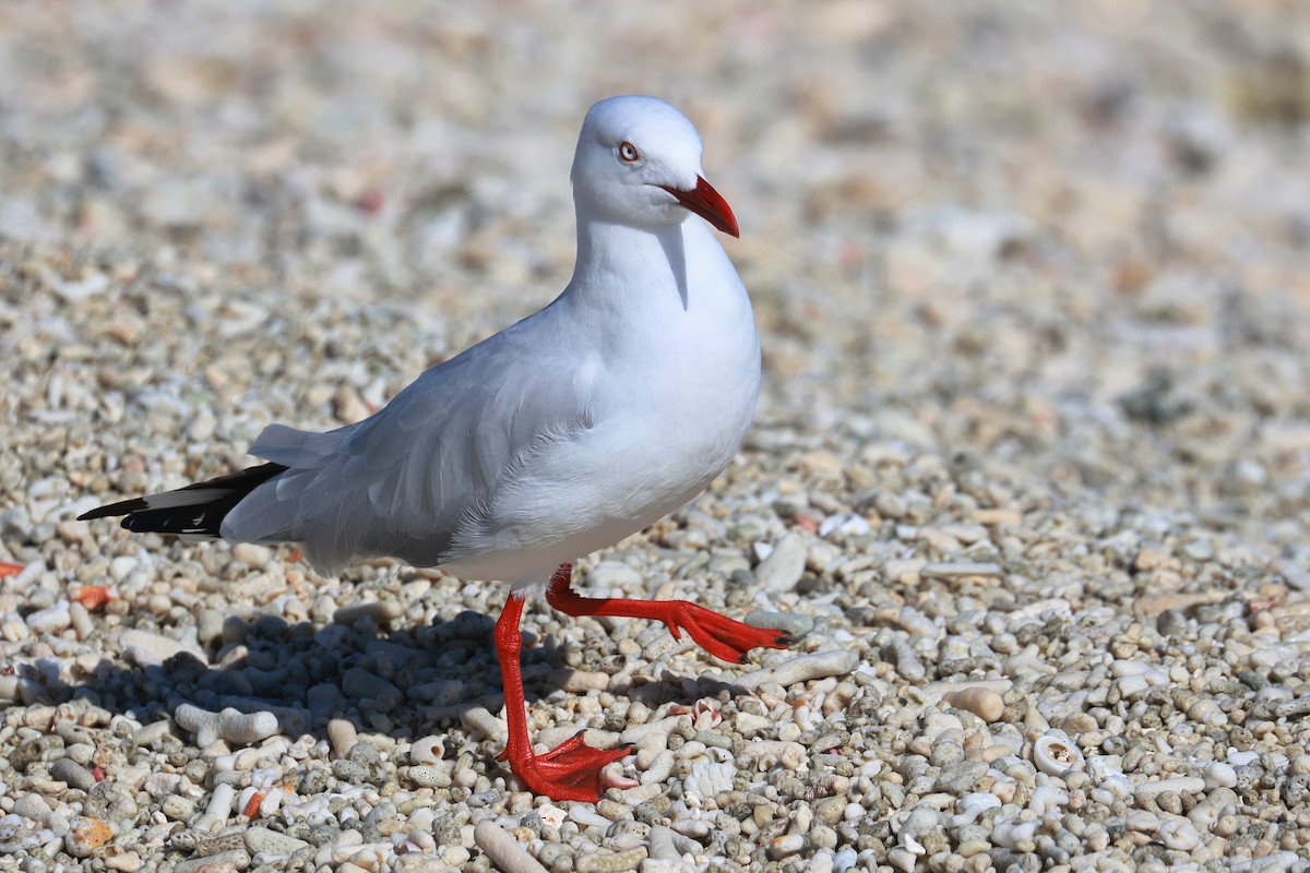 Mouette argentée - ML642692262