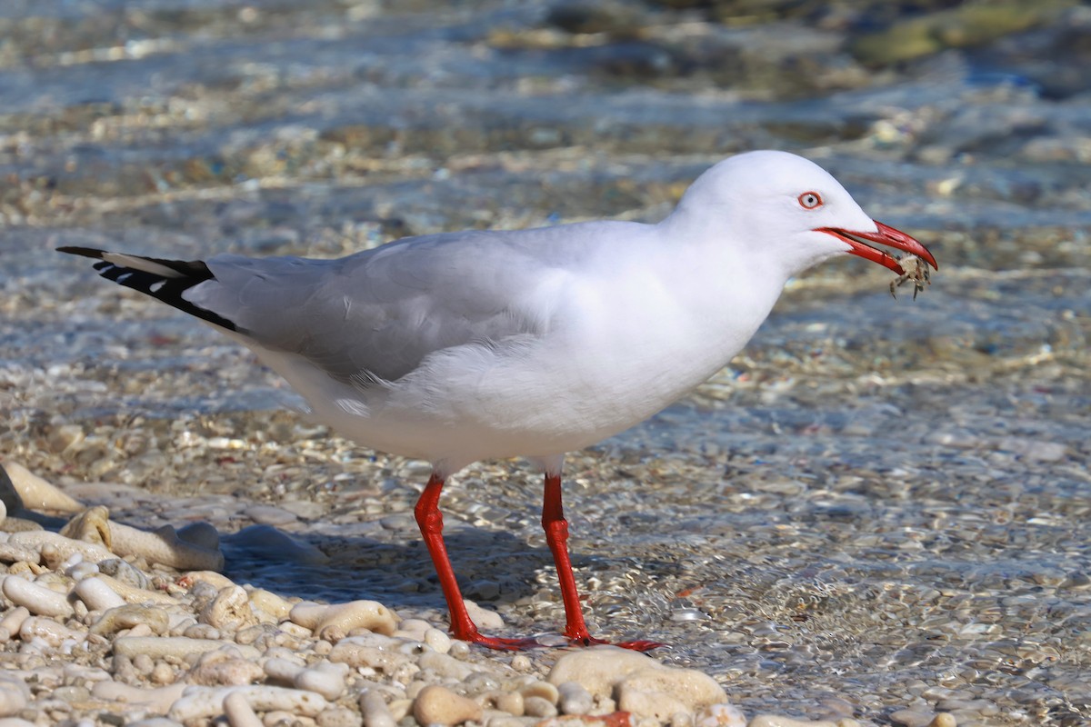 Mouette argentée - ML642692263