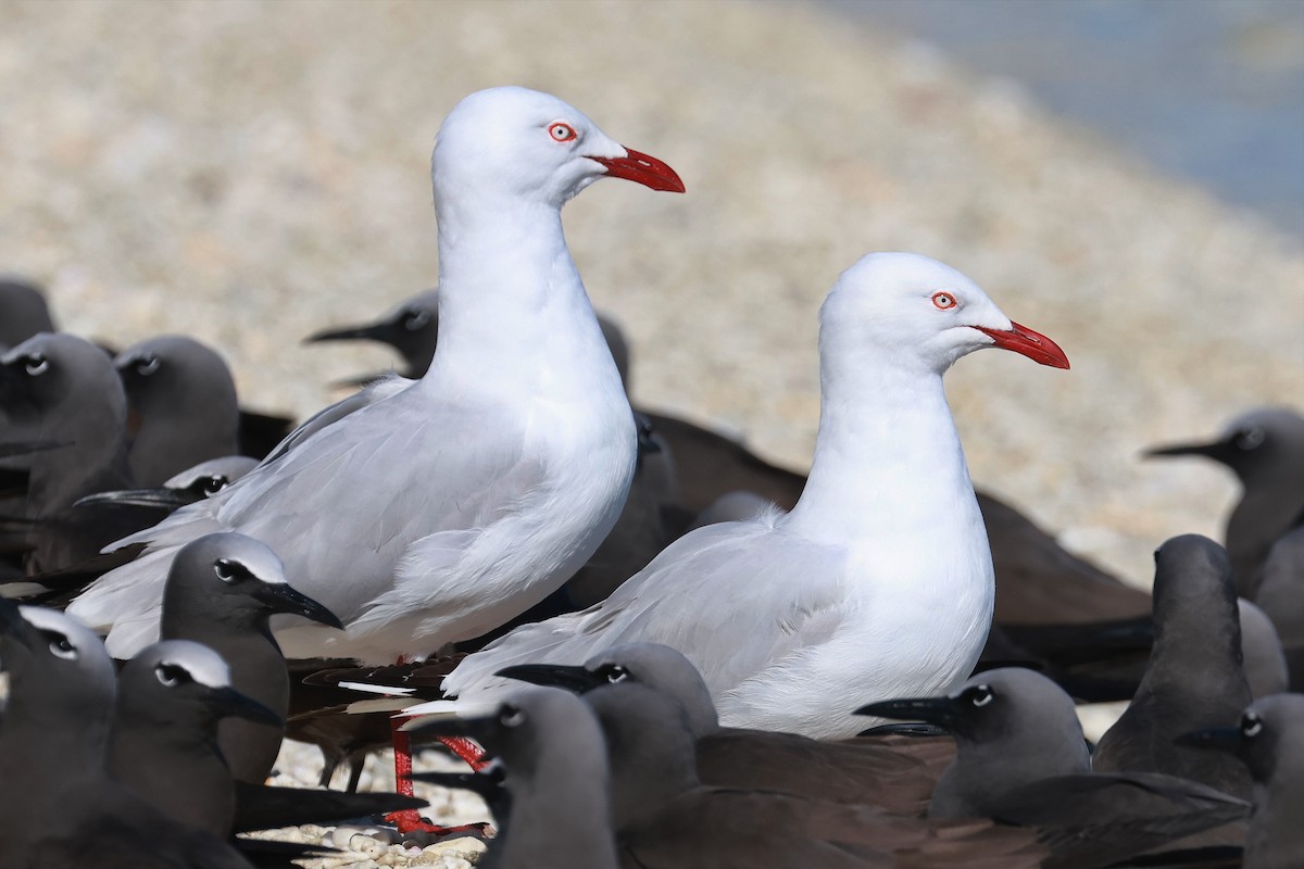 Mouette argentée - ML642692265