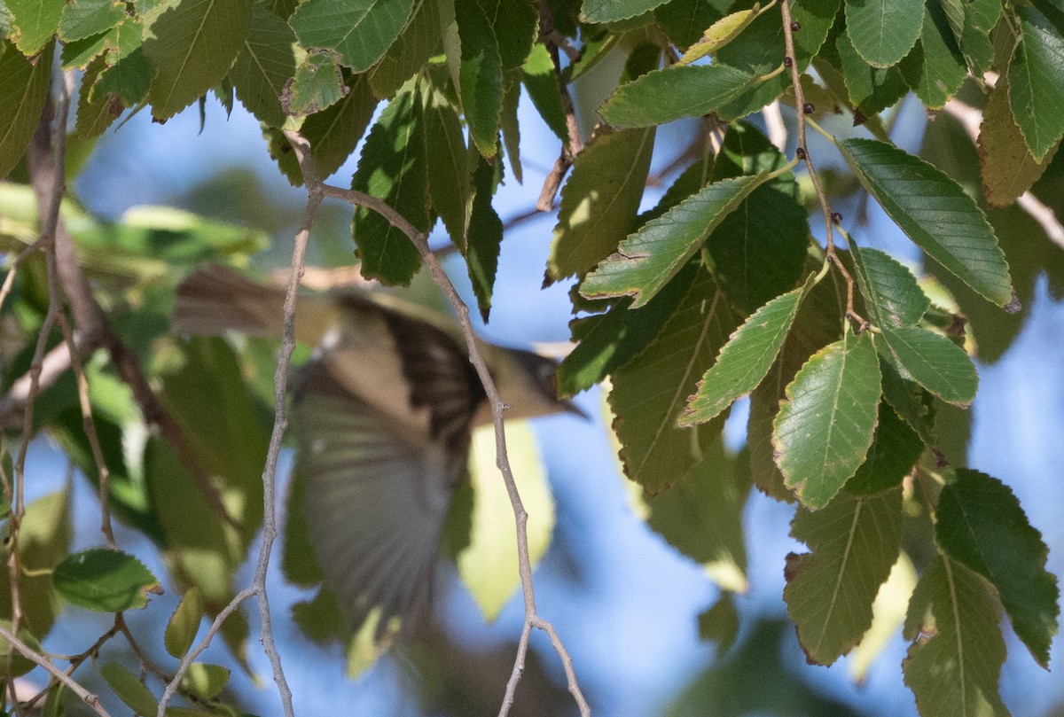 Blue-headed Vireo - ML642692266