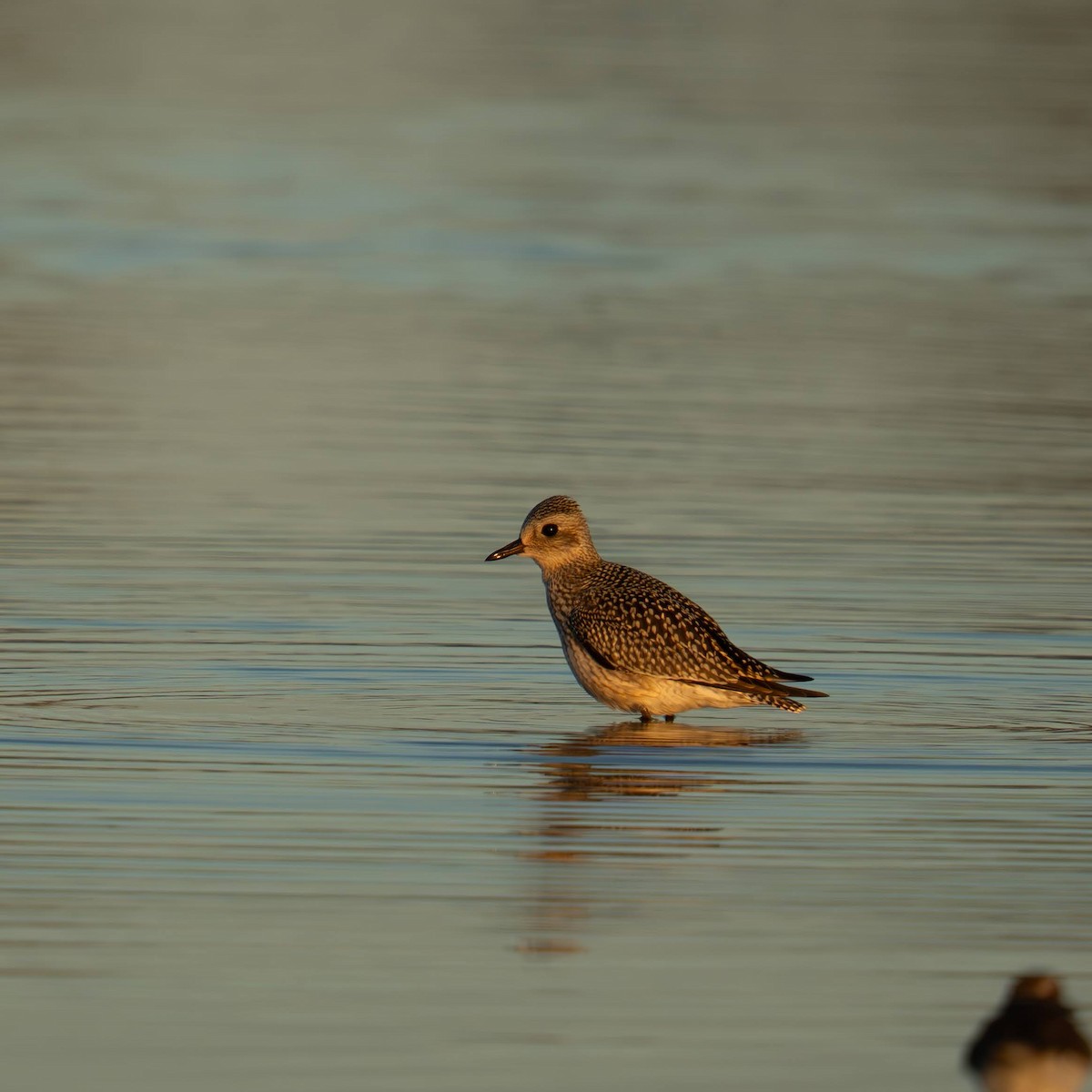 Black-bellied Plover - ML642692276