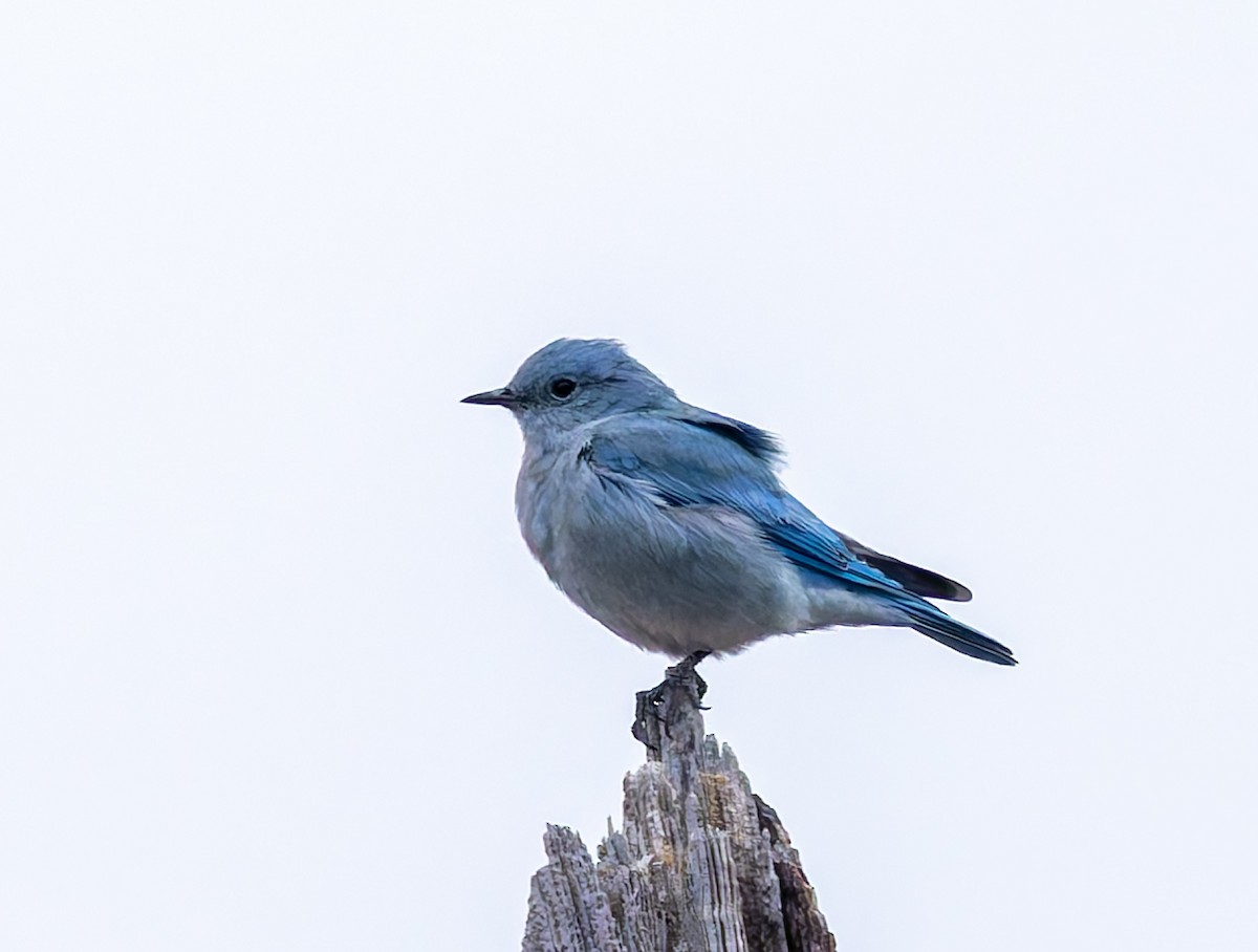 Mountain Bluebird - ML642692277