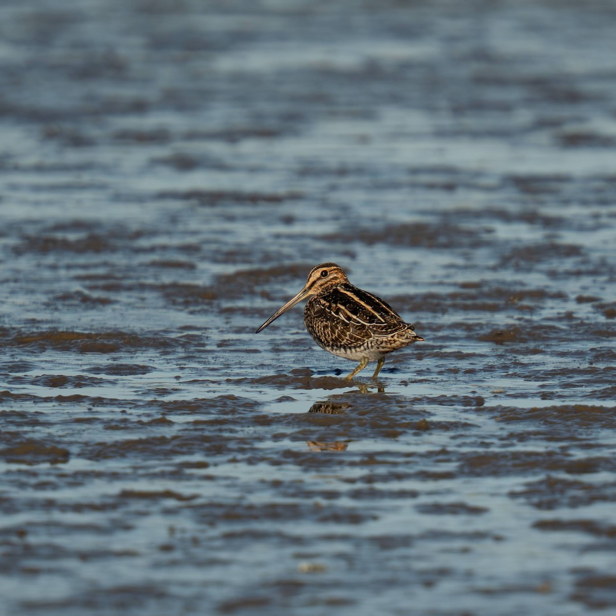 Wilson's Snipe - ML642692283