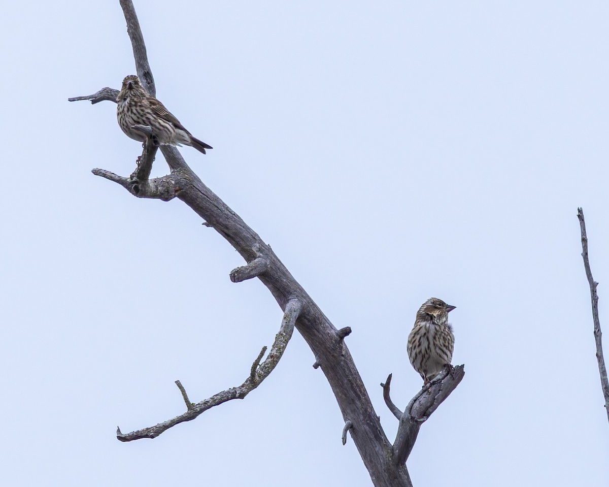 Cassin's Finch - ML642692285