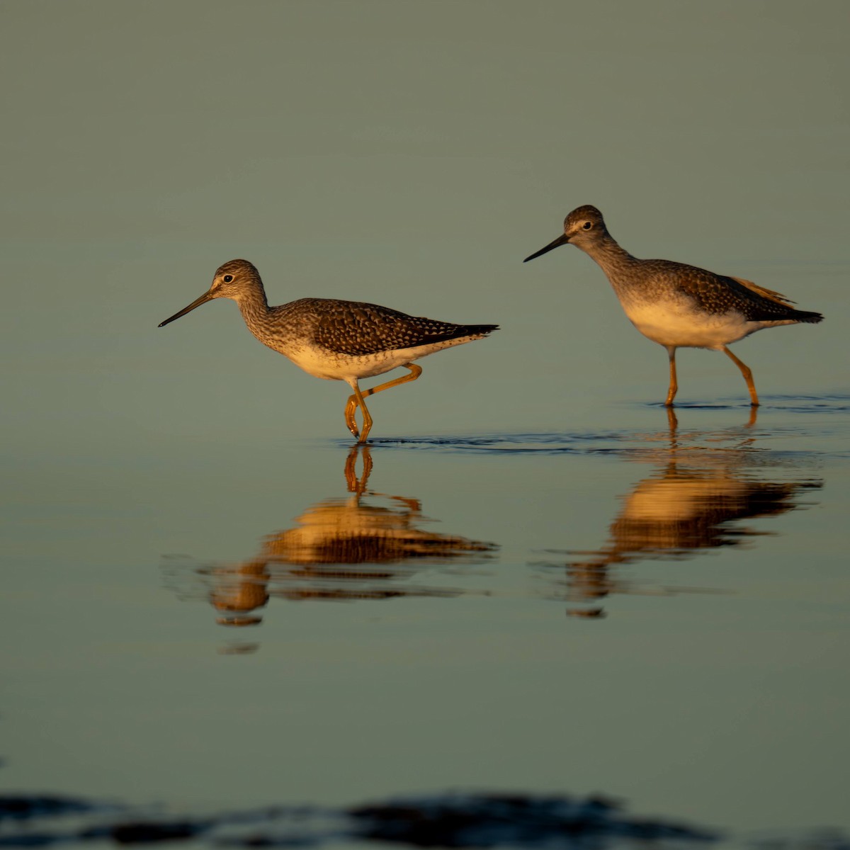 Greater Yellowlegs - ML642692289