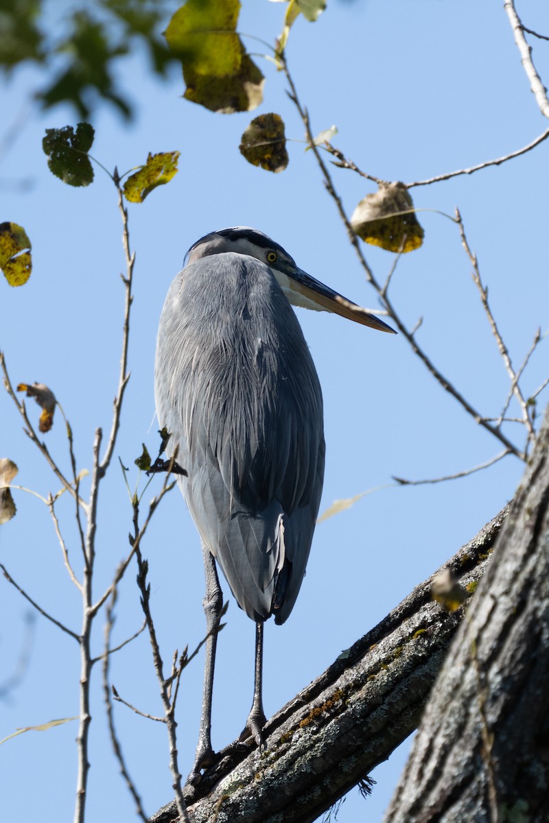 Great Blue Heron - ML642692290