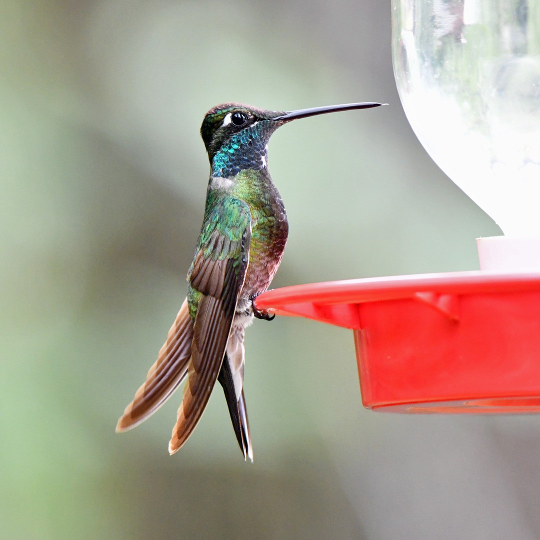 Rivoli's Hummingbird - ML642692291