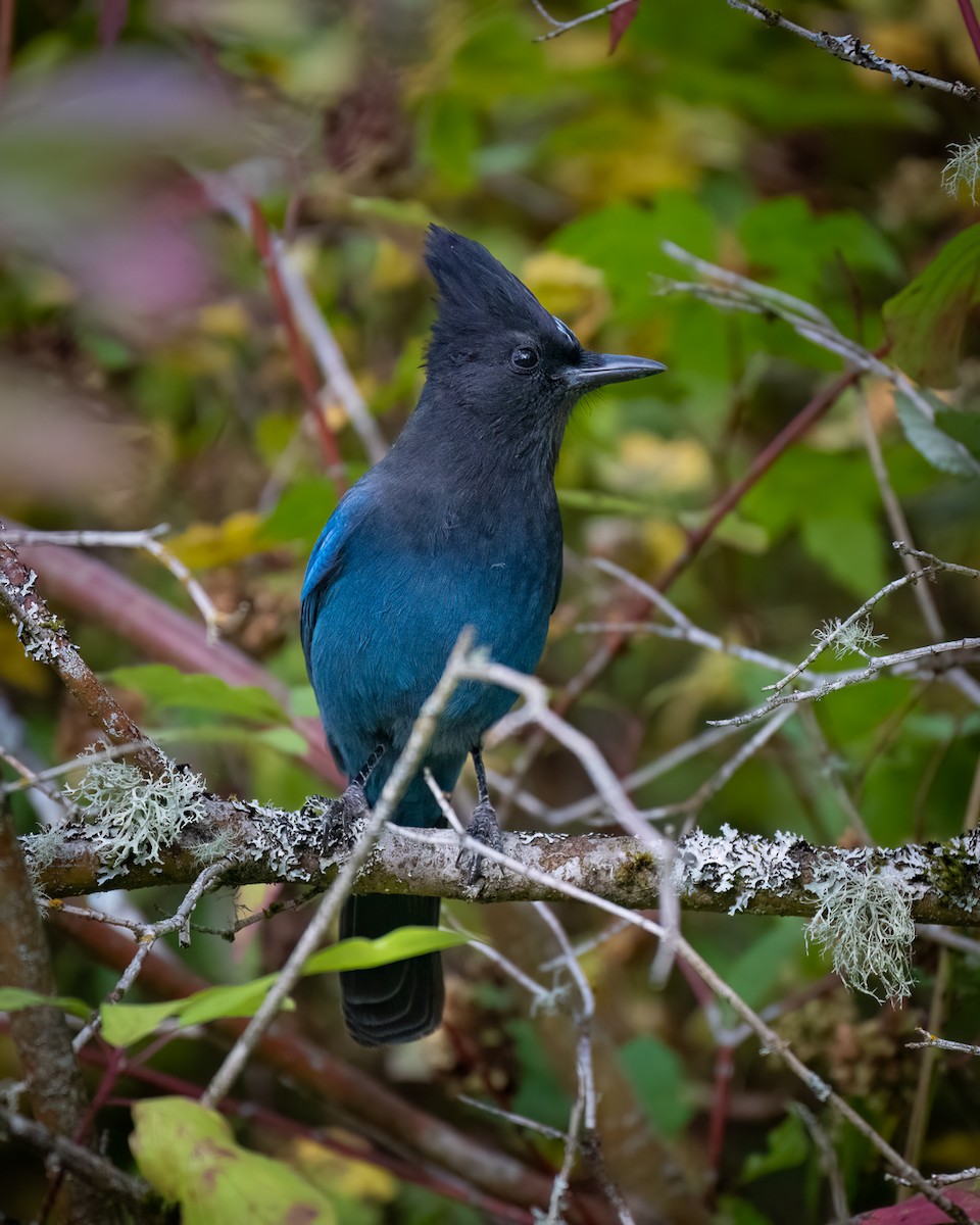 Steller's Jay - ML642692294