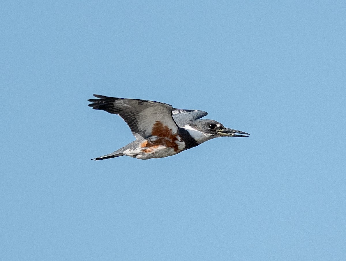 Belted Kingfisher - ML642692295