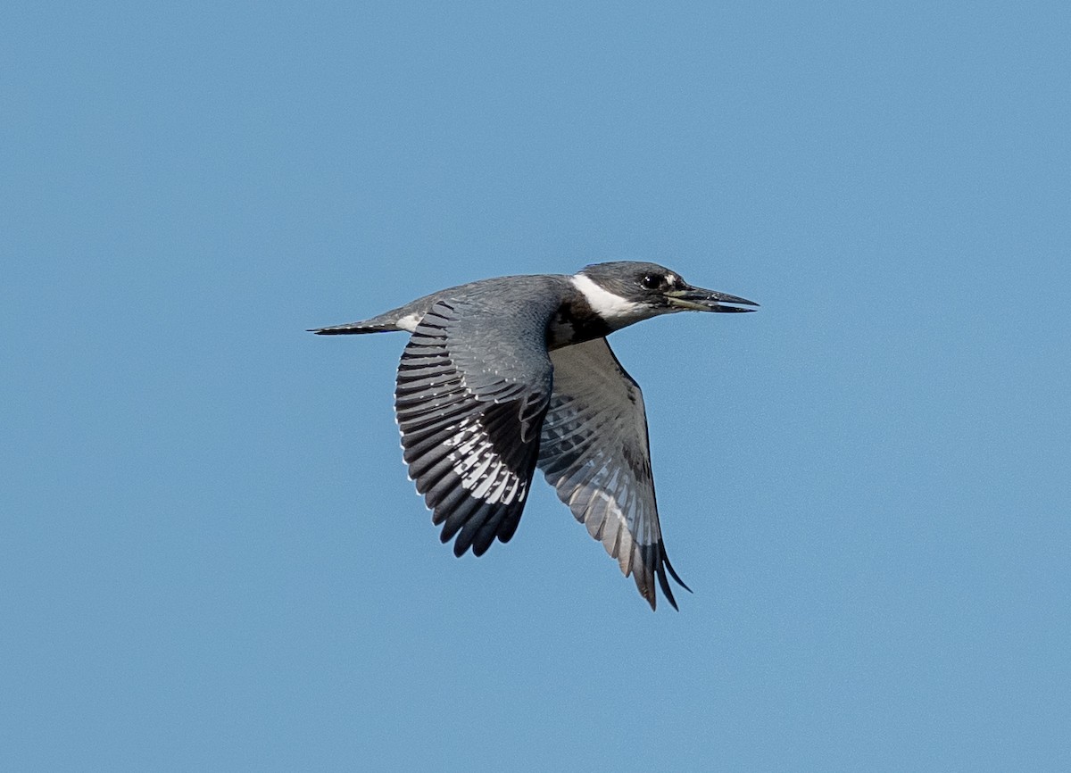 Belted Kingfisher - ML642692297
